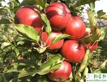 种苹果裂果病的防治