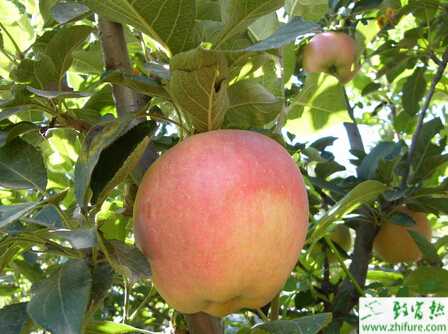 种苹果之苹果园春季管理技术要点