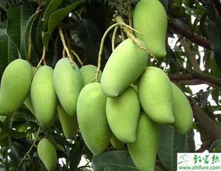 种芒果之年芒果栽培技术要领