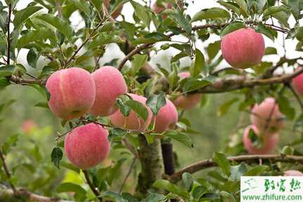 种苹果小叶病的防治