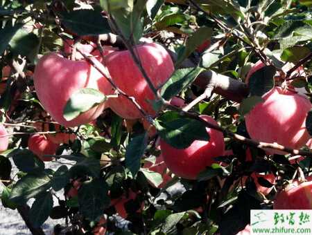 怎样提高苹果园肥料利用率