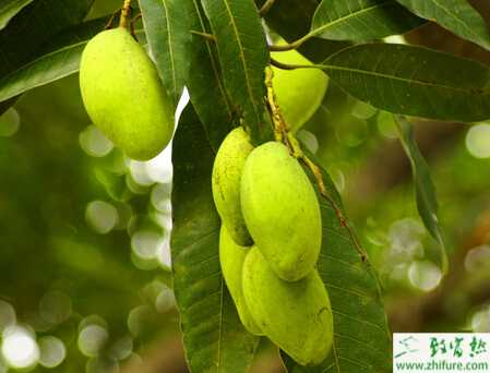 种芒果高接换种方法