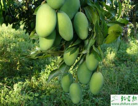 种芒果的病虫害柑橘小实蝇的防治