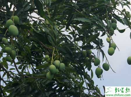 种芒果的病虫害吸果叶蛾类的防治