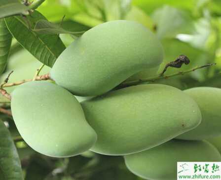 种芒果的病虫害果横线尾叶蛾的防治