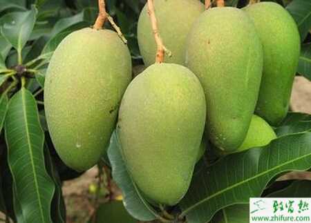 种芒果的虫害叶瘿蚊的防治