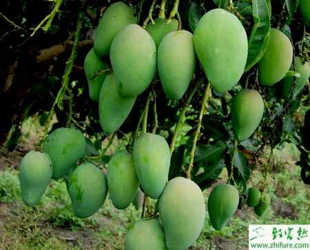 种芒果扁喙叶蝉病的防治