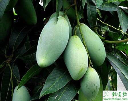 种芒果疮痂病的防治