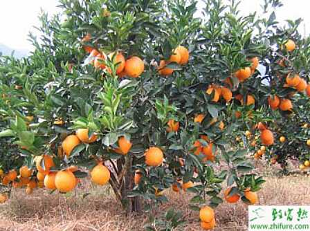种柑桔幼树丰产树形的管理