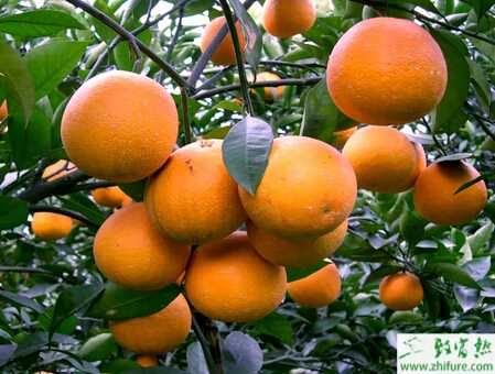 种柑桔之夏季柑桔病虫的防治