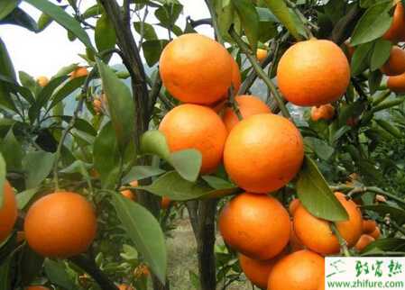 种柑桔之夏季柑桔园的管理