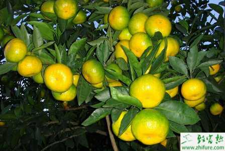 种柑桔的采收技术