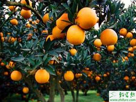 种柑桔高产需加强秋管