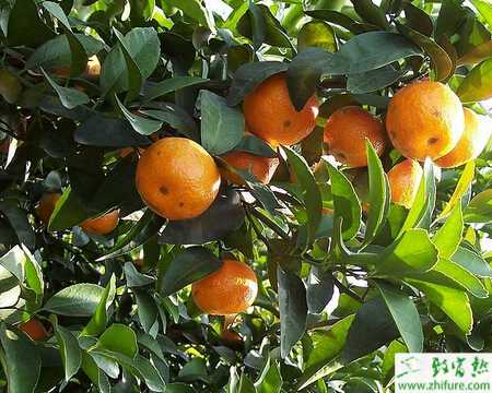 种柑桔秋季病虫害防治要点