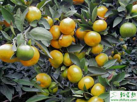 种柑桔夏季管理技术