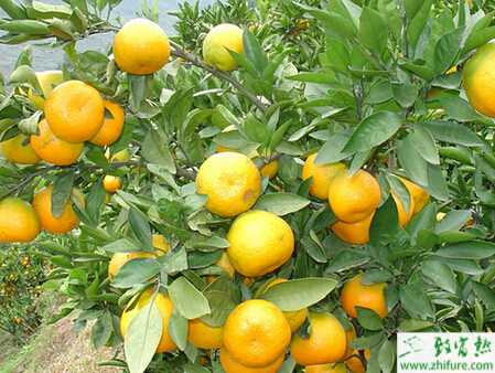 种柑桔如何合理使用沼肥