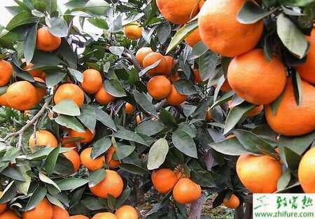 种柑桔如何防治柑桔裂果