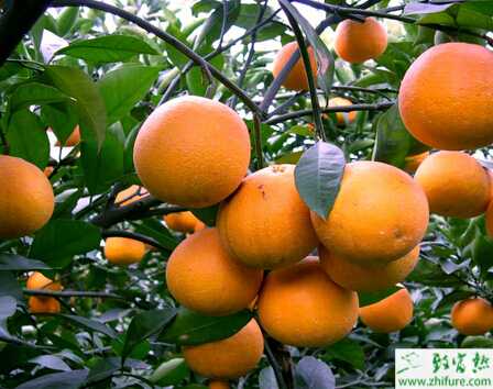 种柑桔高接换种后期管理