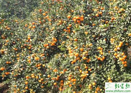 种柑桔冬季管理五要点