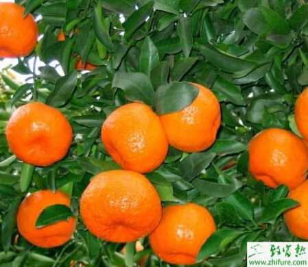 种柑桔秋季管理要点