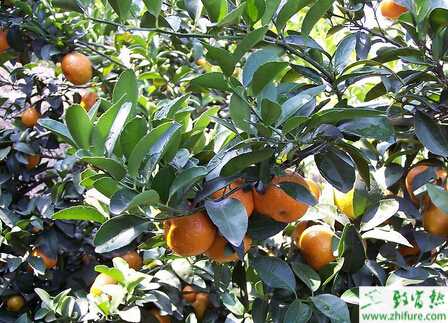 种柑桔溃疡病的防治