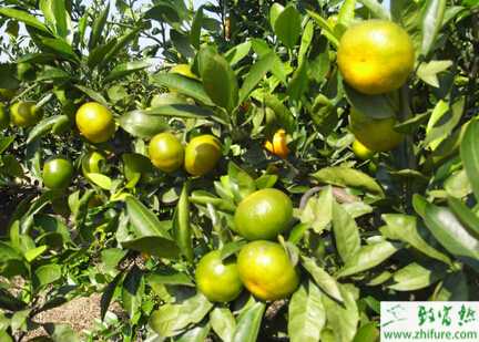 种柑桔吉丁虫防治