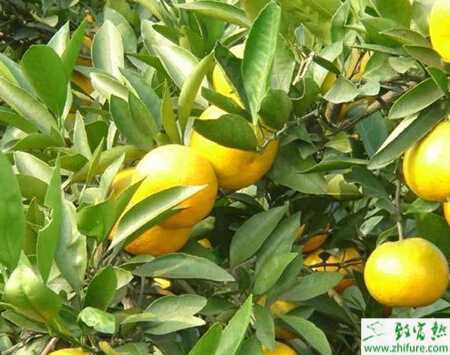 种柑桔保花保果技术要点