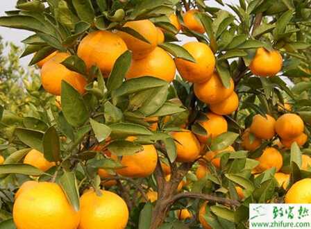 种柑桔着色促花有方法