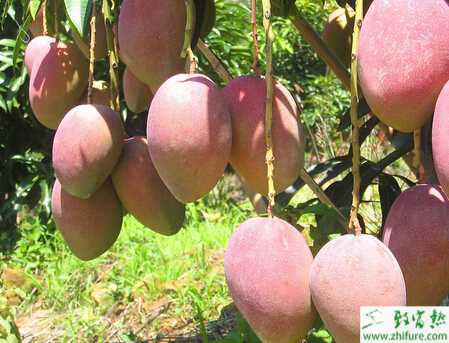 种芒果结果树施肥的技术