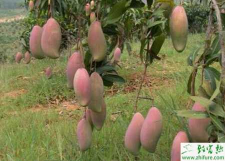 种芒果调控花期技术