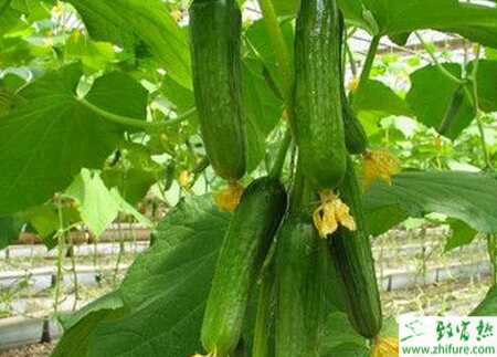 黄瓜棚室急性死苗和育苗要点