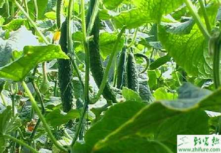 黄瓜灰霉病“两法”防治