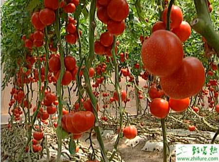 番茄扦插栽培技术要点