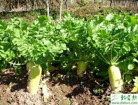 萝卜规范化栽培要点