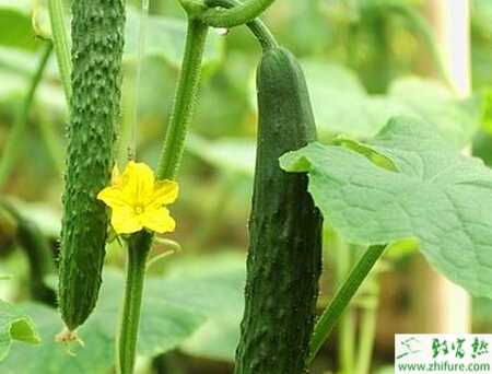 黄瓜疫病发生的症状与防治