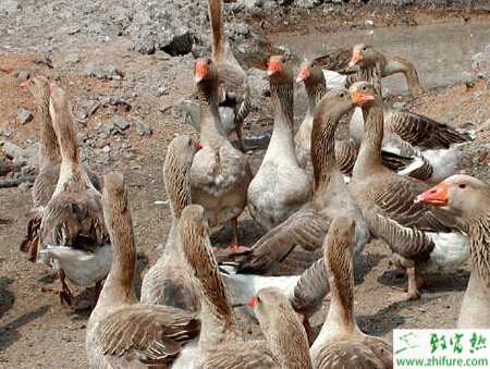 大雁养殖场怎么建设？养大雁政府有补贴吗？