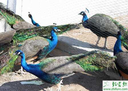 养蓝孔雀能赚钱吗?饲养蓝孔雀有哪些风险?