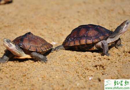 乌龟养殖越冬的方式和注意事项