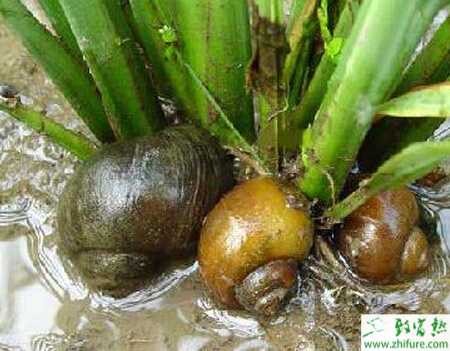 养田螺的市场前景