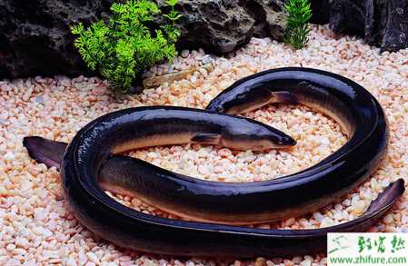 养鳗鱼的市场前景