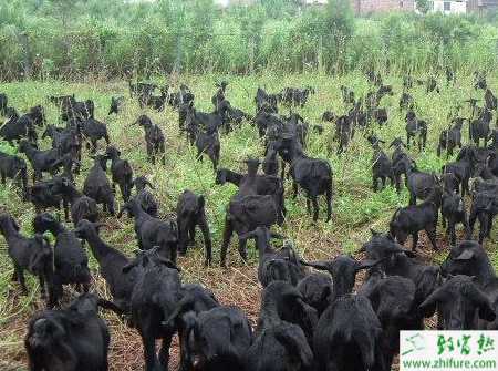 养殖黑山羊的羊圈要求有哪些?羊舍有哪些样式?