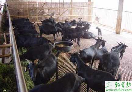 黑山羊养殖场怎么建设?流程和要求有哪些?