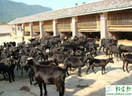 黑山羊圈养怎么养?有哪些需要注意的?