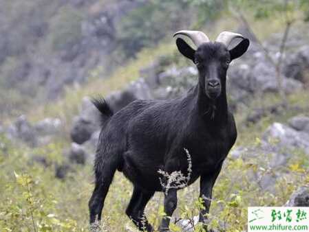 冬天怎样养黑山羊？需要注意哪些？