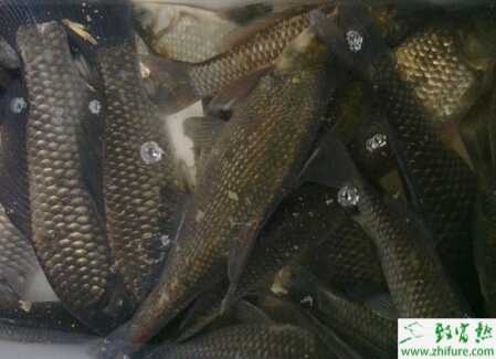 养鲫鱼赚钱吗？