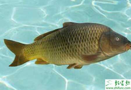 养鲫鱼的利润