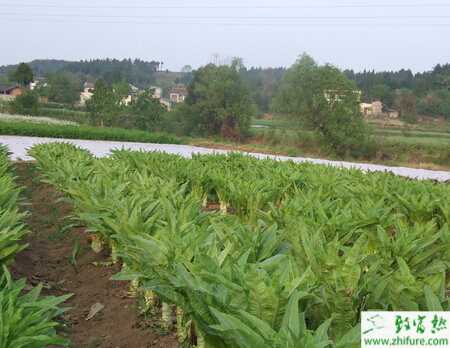 莴笋的秋季栽培管理技术