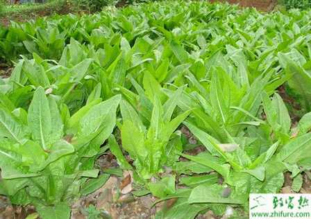 莴笋夏季怎么栽培能高产