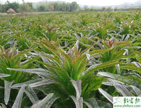 莴笋菌核病的综合防治技术