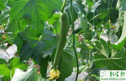 丝瓜大棚如何管理能高产